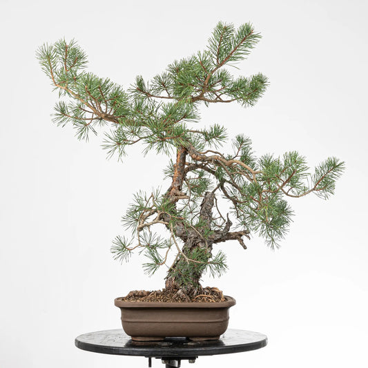Bonsai yamadori de pinus sylvestris en estilo moyogi y tamaño dai