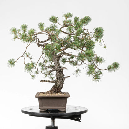 Cara derecha de bonsai de pino silvestre