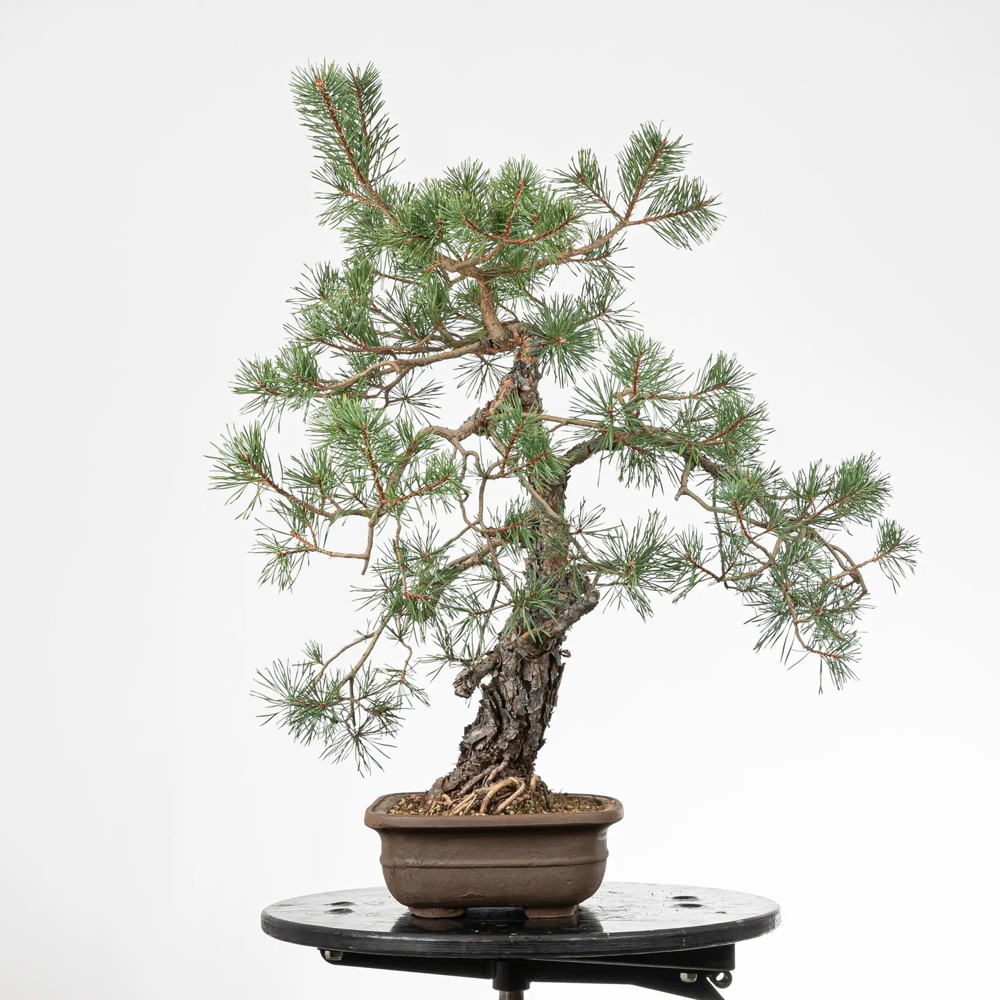 Cara derecha de bonsai yamadori de pinus sylvestris
