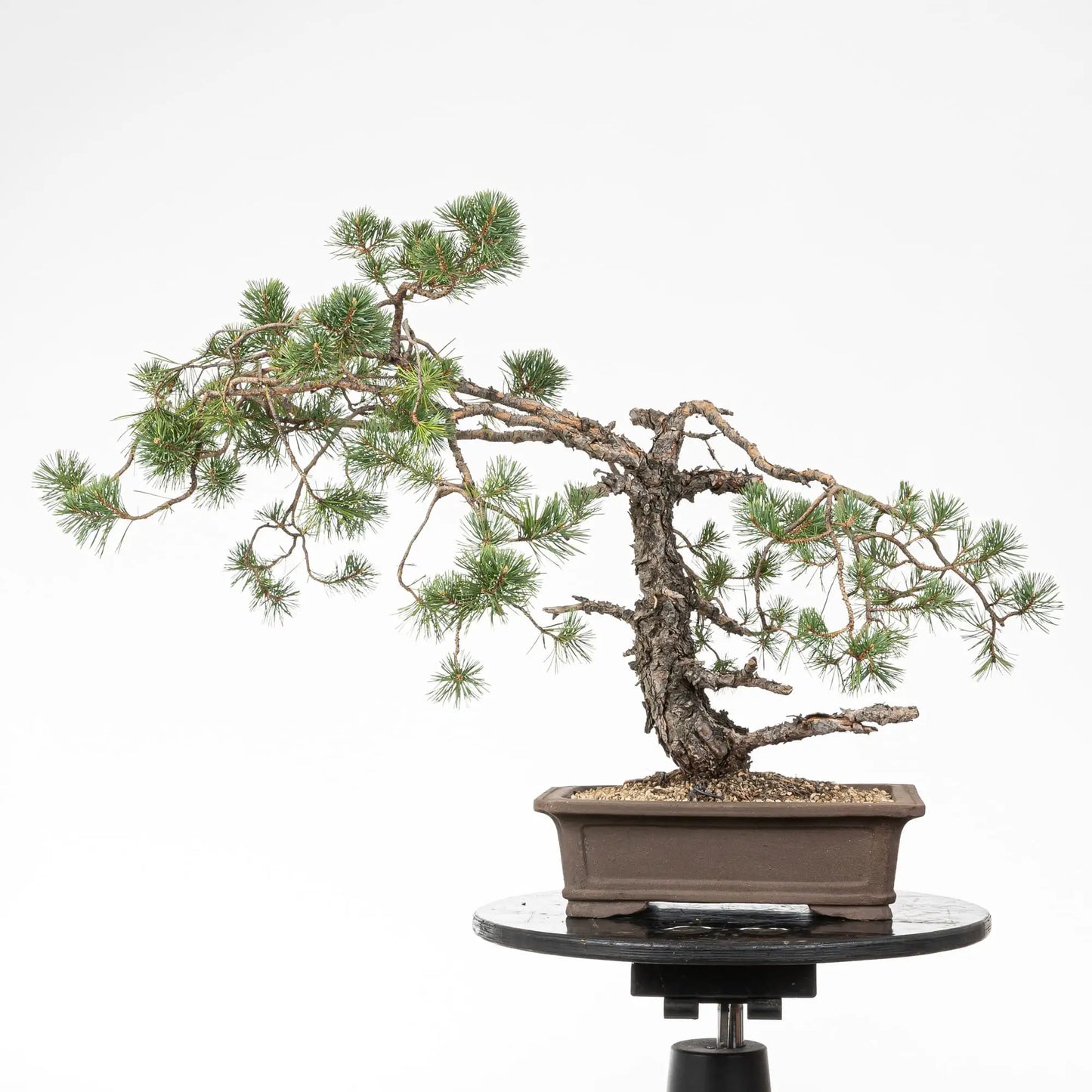 Cara trasera de bonsai de pino silvestre