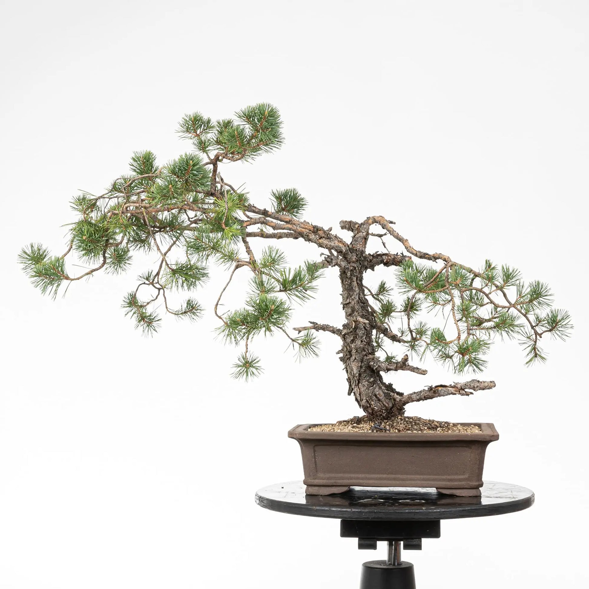Cara trasera de bonsai de pino silvestre