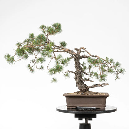 Cara trasera de bonsai de pino silvestre