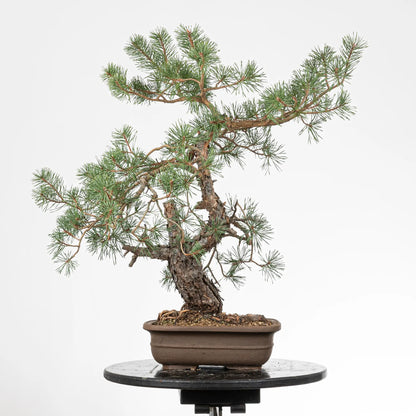 Cara trasera de bonsai yamadori de pinus sylvestris