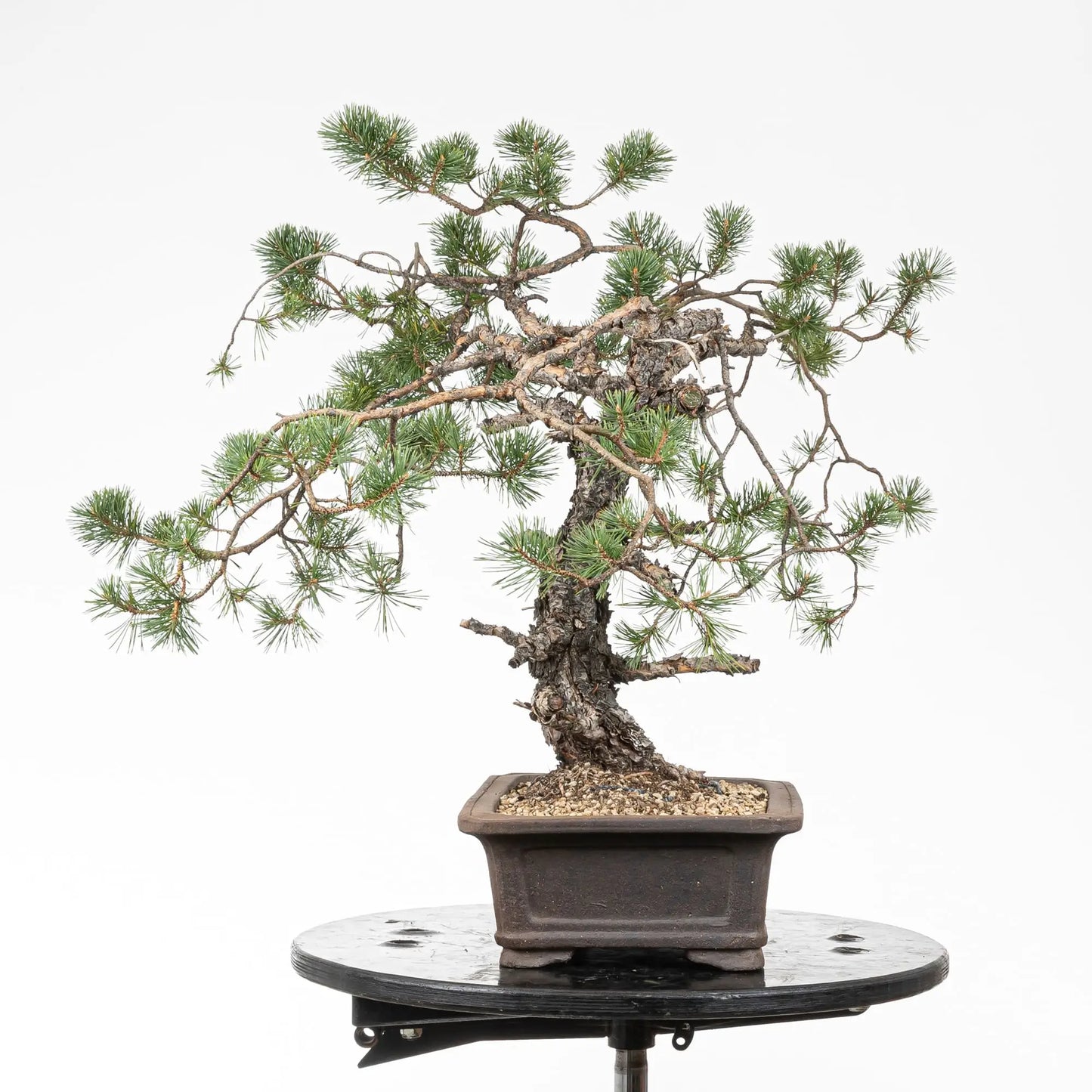 Cara izquierda de bonsai de pino silvestre