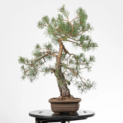 Cara izquierda de bonsai yamadori de pinus sylvestris