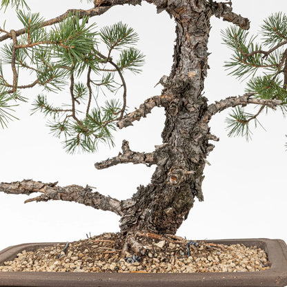 Detalle de tronco de bonsai de pino silvestre