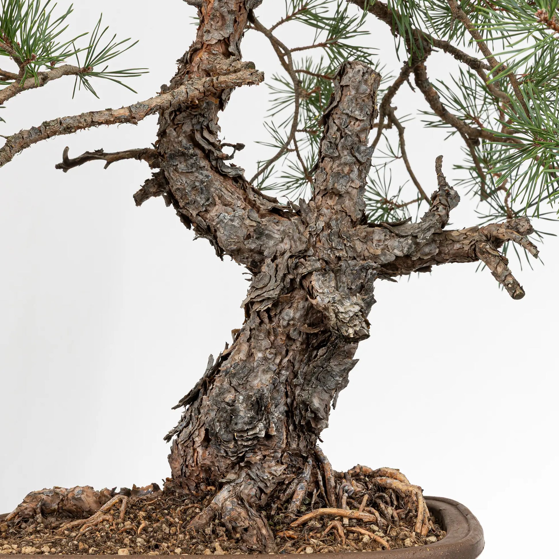 Detalle de nebari y tronco con corteza