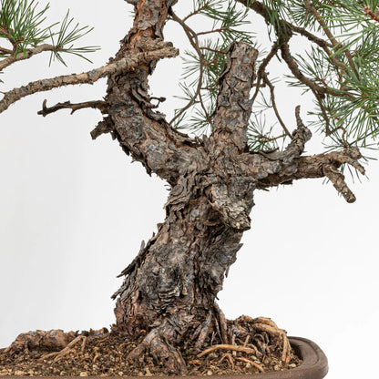 Detalle de nebari y tronco con corteza