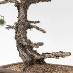 Detalle de tronco de pino silvestre con jines