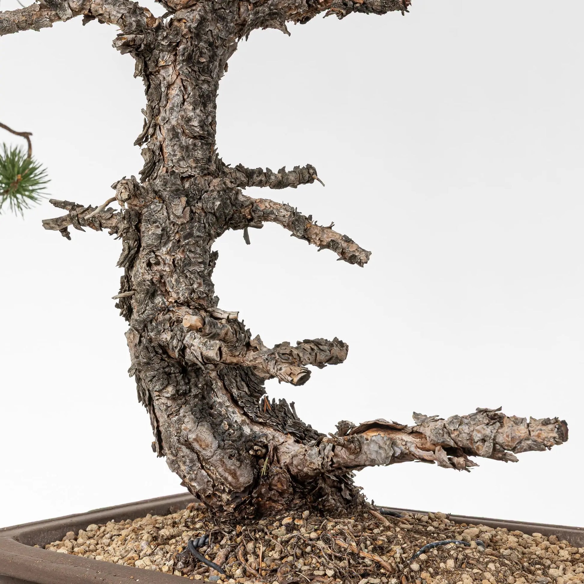 Detalle de tronco de pino silvestre con jines