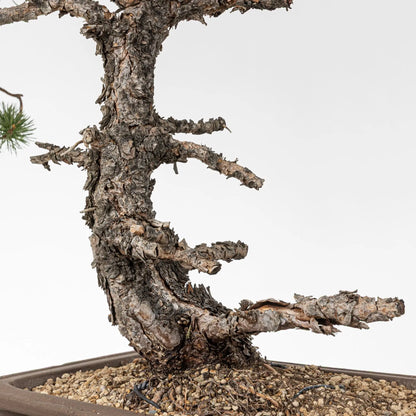 Detalle de tronco de pino silvestre con jines