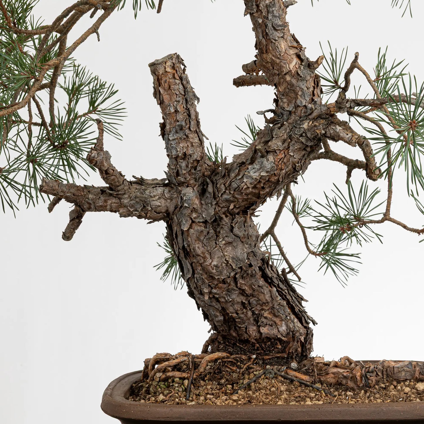 Detalle de tronco y jines de bonsai yamadori de pinus sylvestris
