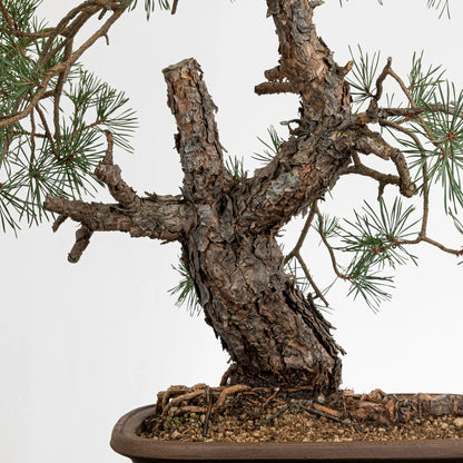 Detalle de tronco y jines de bonsai yamadori de pinus sylvestris