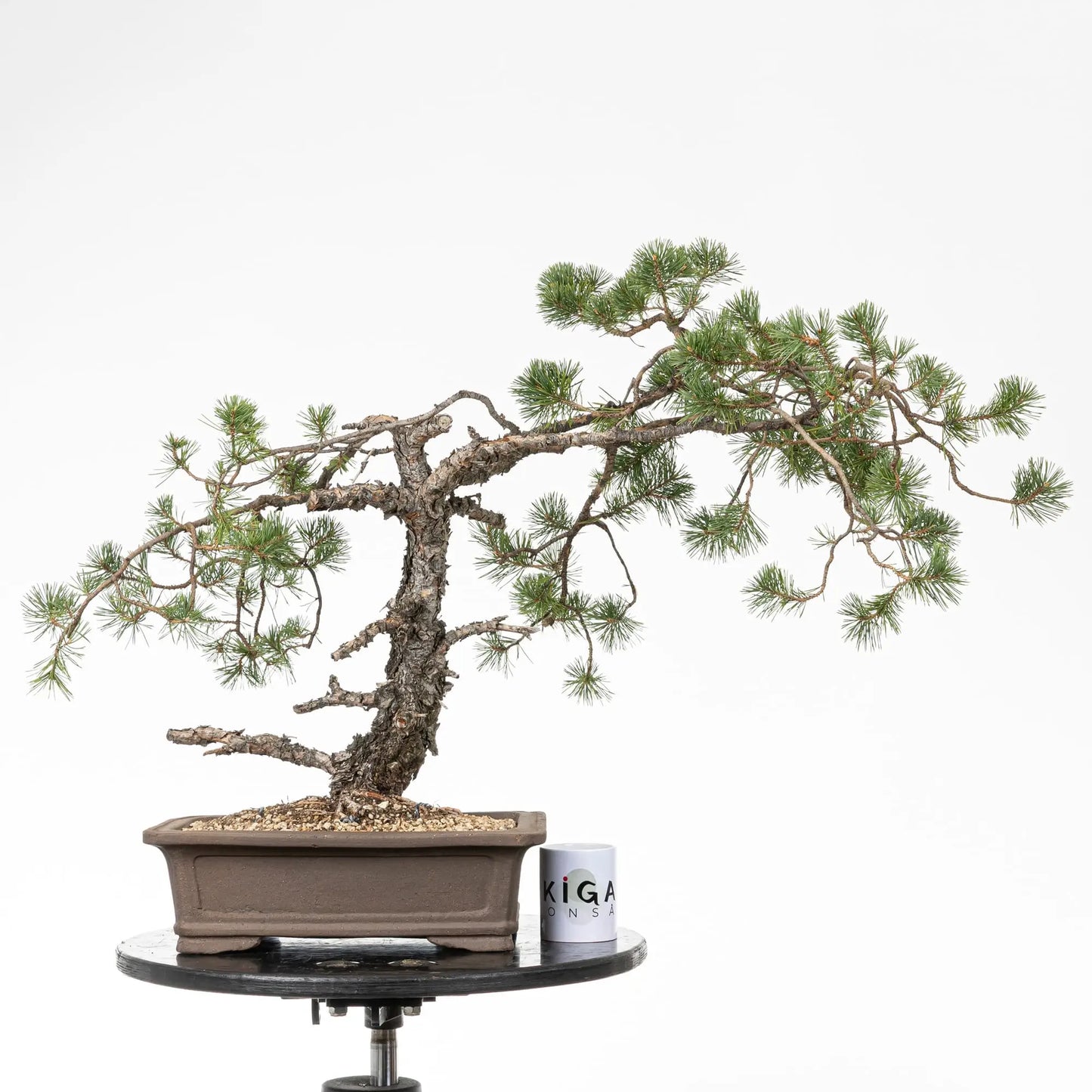Comparativa de tamaño de bonsai de pino silvestre con una taza de café de la tienda de ikigai bonsai