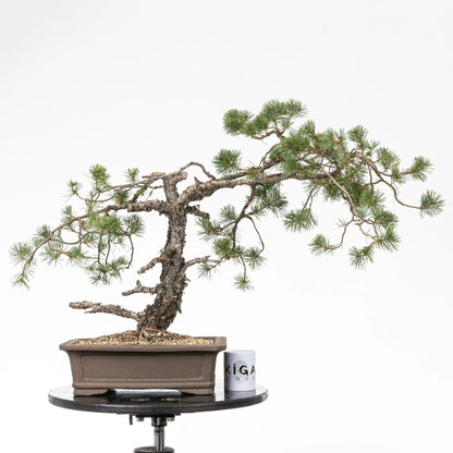 Comparativa de tamaño de bonsai de pino silvestre con una taza de café de la tienda de ikigai bonsai