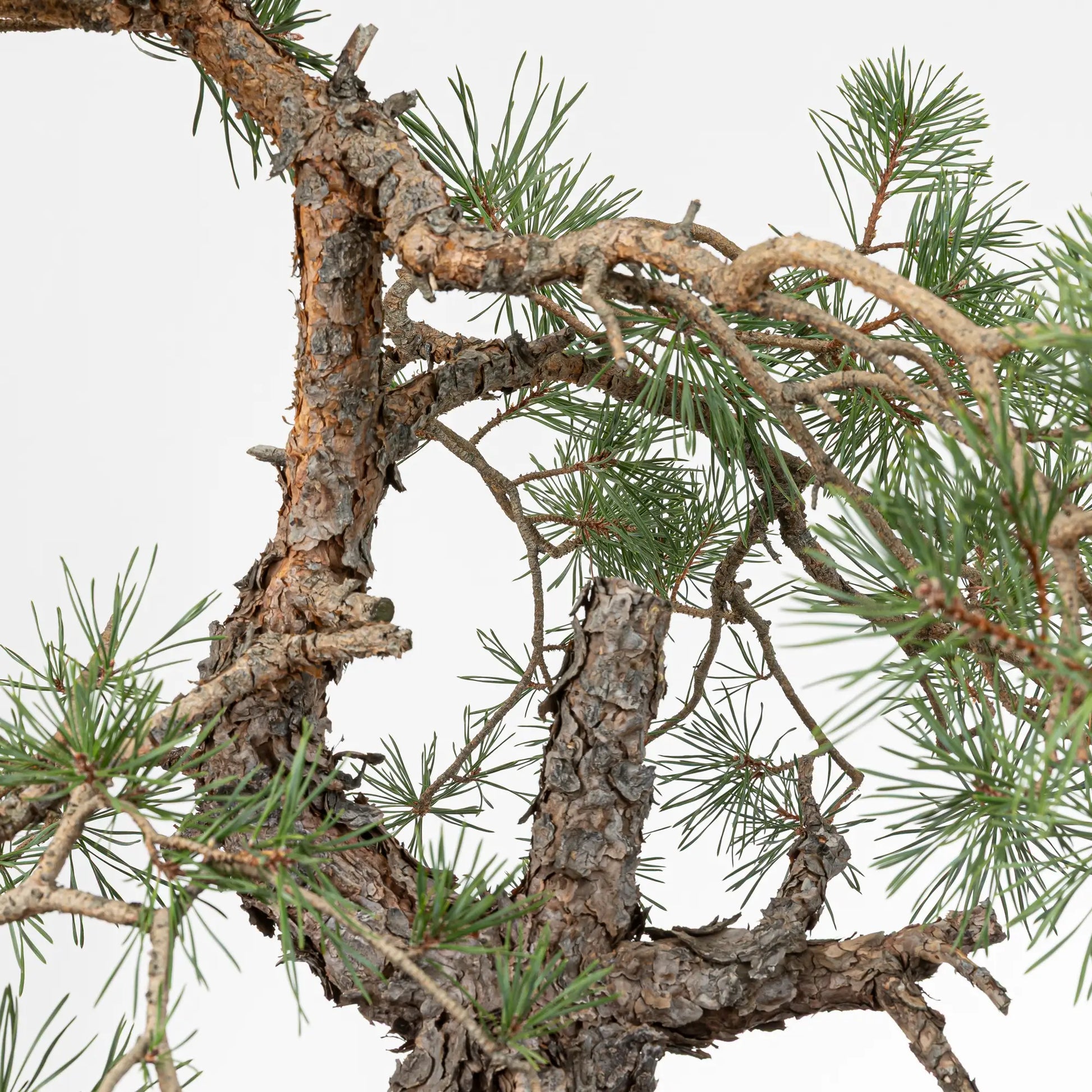 Detalle de ramas de pinus sylvestris