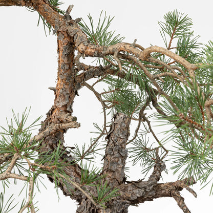 Detalle de ramas de pinus sylvestris