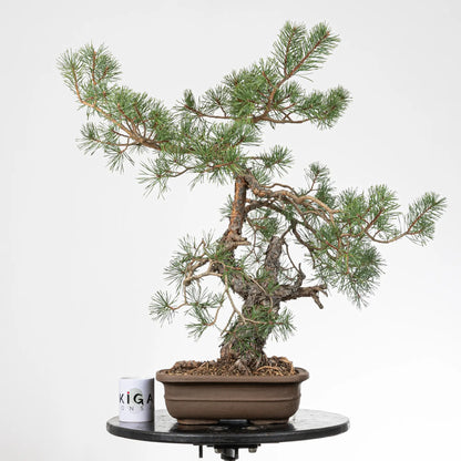 Comparativa de tamaño de bonsai de pinus sylvestris con una taza de café de la tienda de ikigai bonsai.