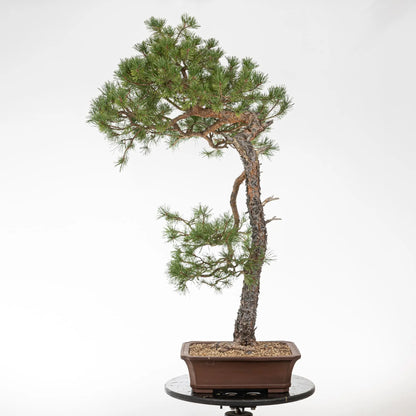 Bonsai yamadori de pinus sylvestris en estilo bunjin y tamaño dai.