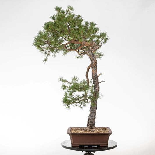 Bonsai yamadori de pinus sylvestris en estilo bunjin y tamaño dai.