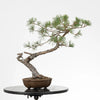 PINUS SYLVESTRIS