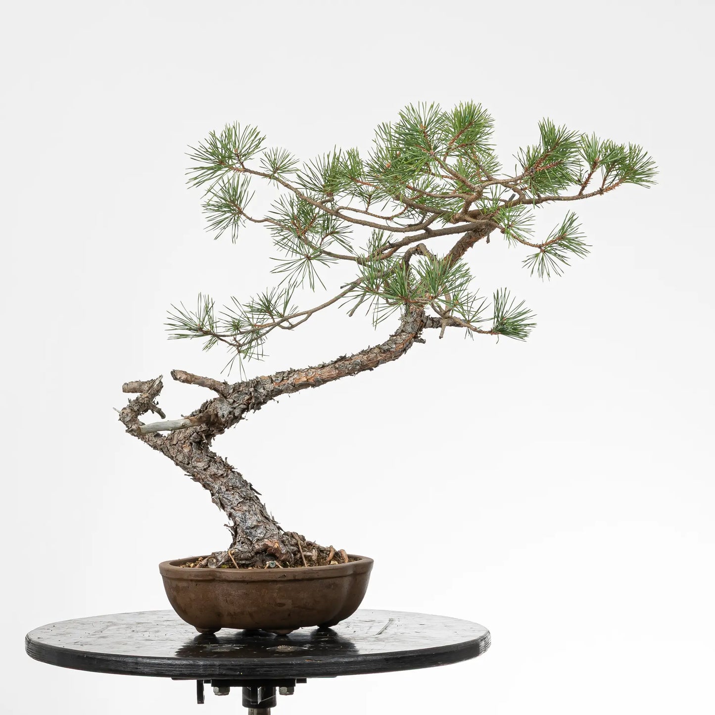Bonsai yamadori de pino silvestris de estilo bunjin y tamaño dai.