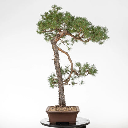 Cara derecha de bonsai de pino silvestre