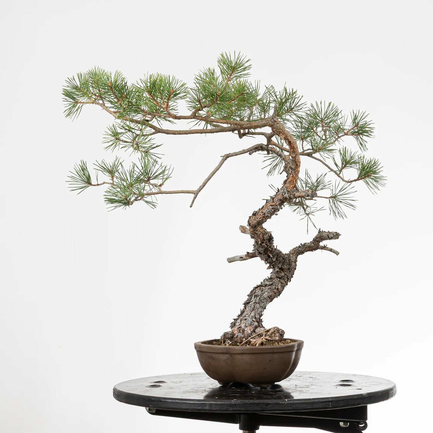 Cora derecha de bonsai yamadori de pino silvestre