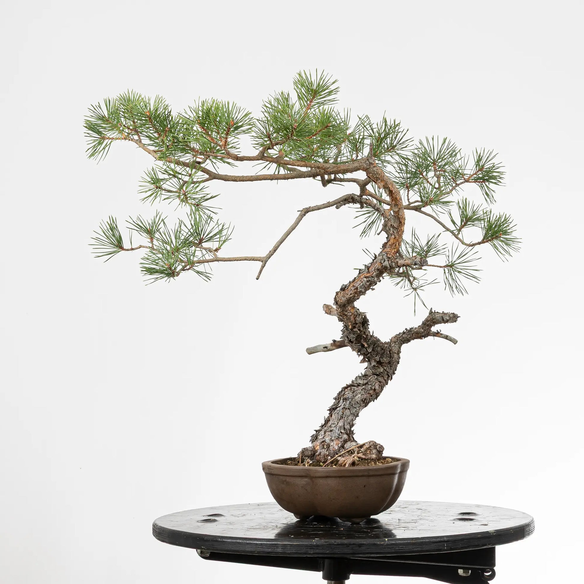 Cora derecha de bonsai yamadori de pino silvestre