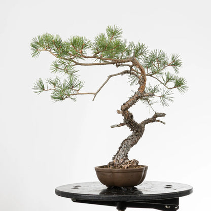 Cora derecha de bonsai yamadori de pino silvestre