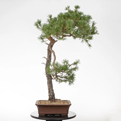Cara trasera de bonsai de pino silvestre