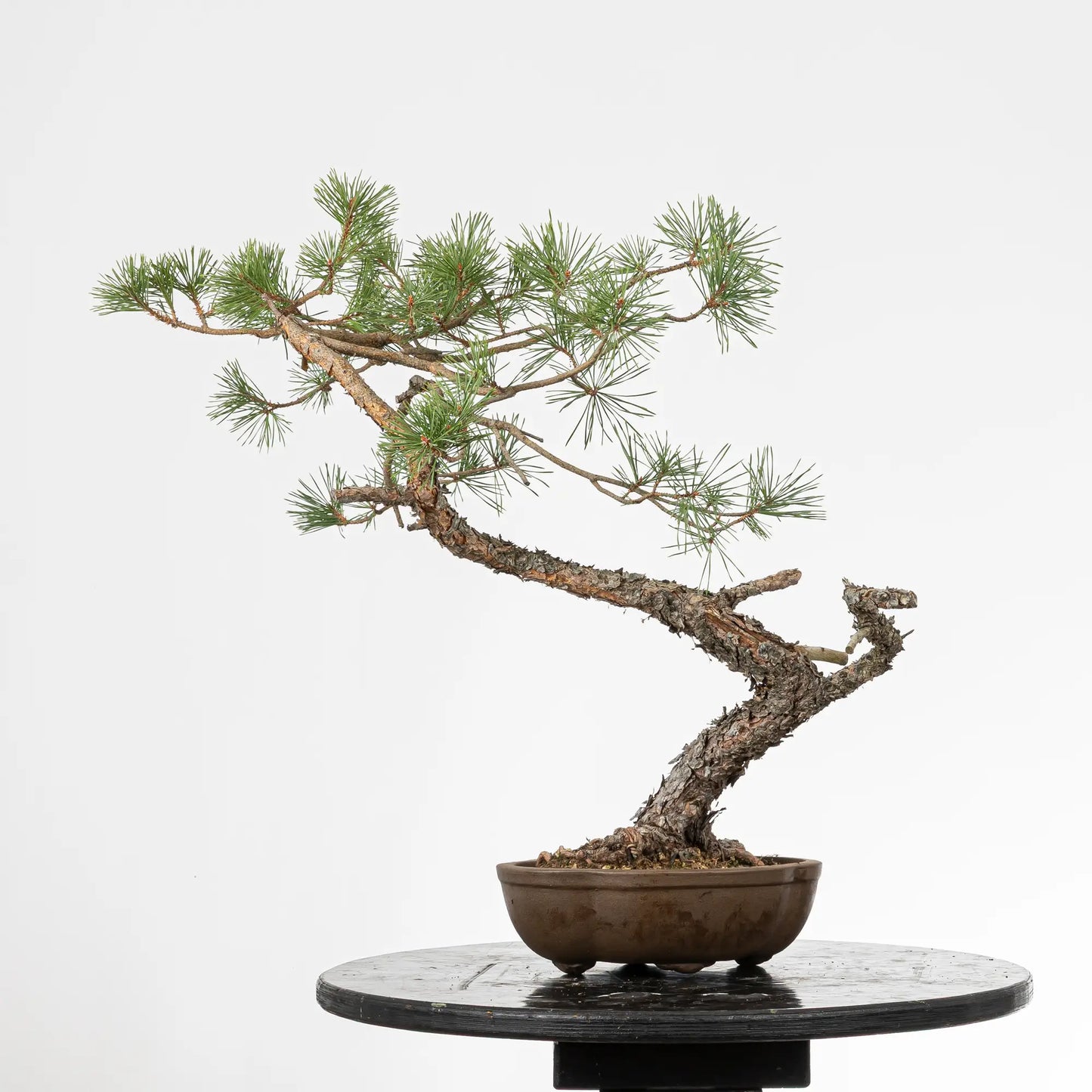 Cara trasera de bonsai yamadori de pino silvestre