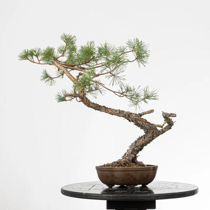 Cara trasera de bonsai yamadori de pino silvestre
