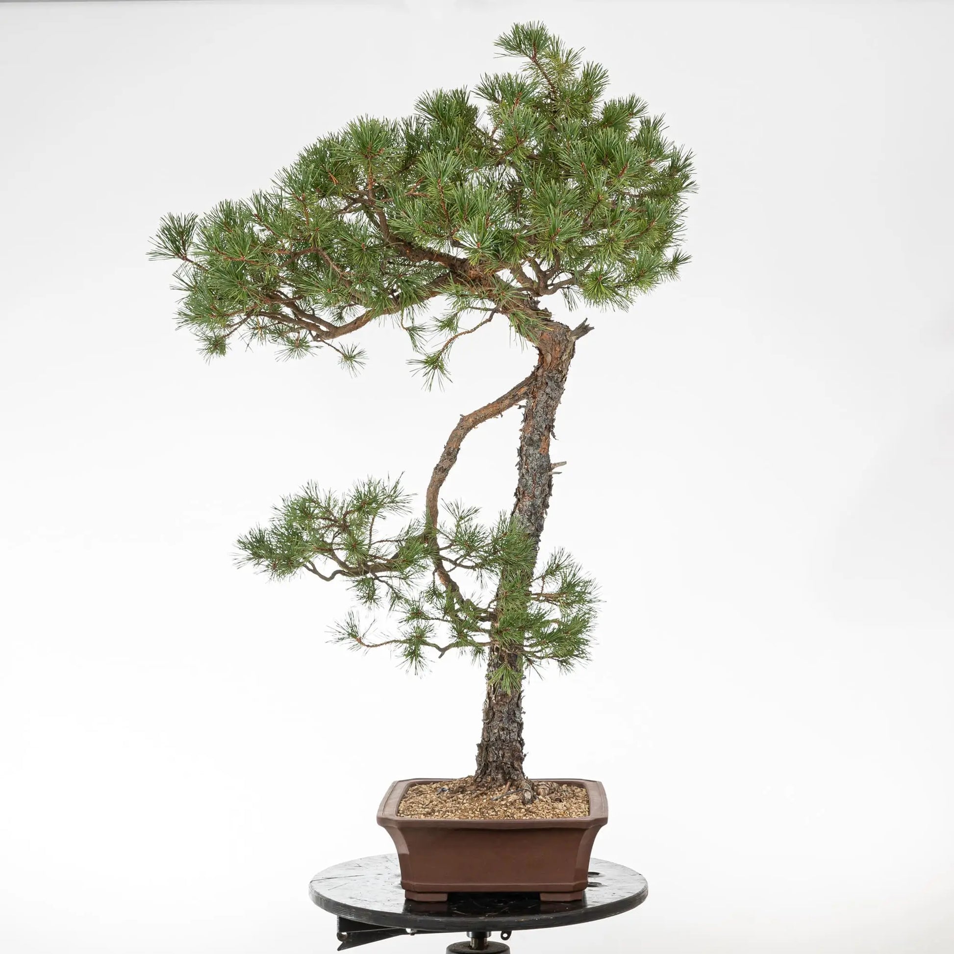 Cara izquierda de bonsai de pino silvestres