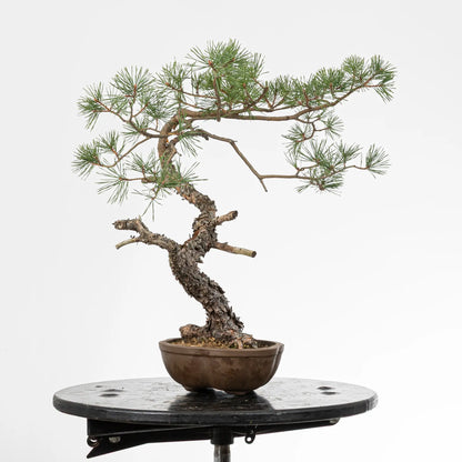 Cara isquierda de bonsai yamadori de pino silvestre