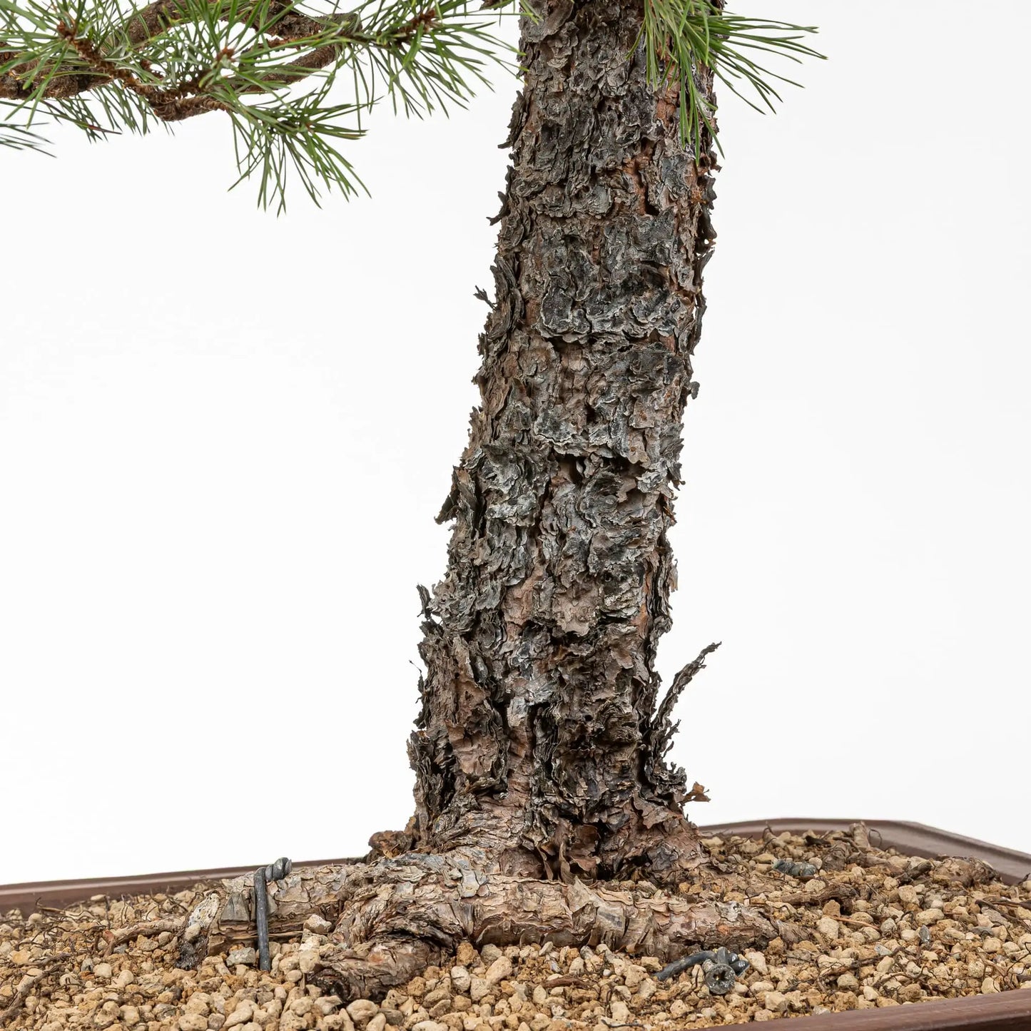 Detalle de nebari y corteza del tronco de un bonsi de pino silvestre