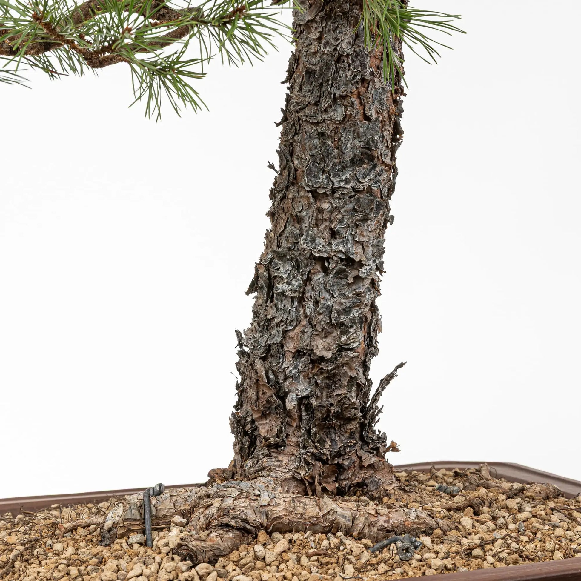 Detalle de nebari y corteza del tronco de un bonsi de pino silvestre