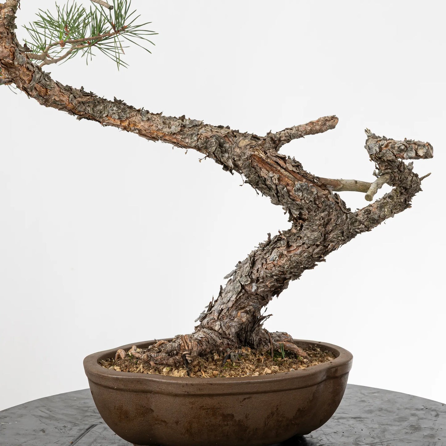Detalle de curbas, tronco, corteza, jin y nebari de bonsai de pino silvetris