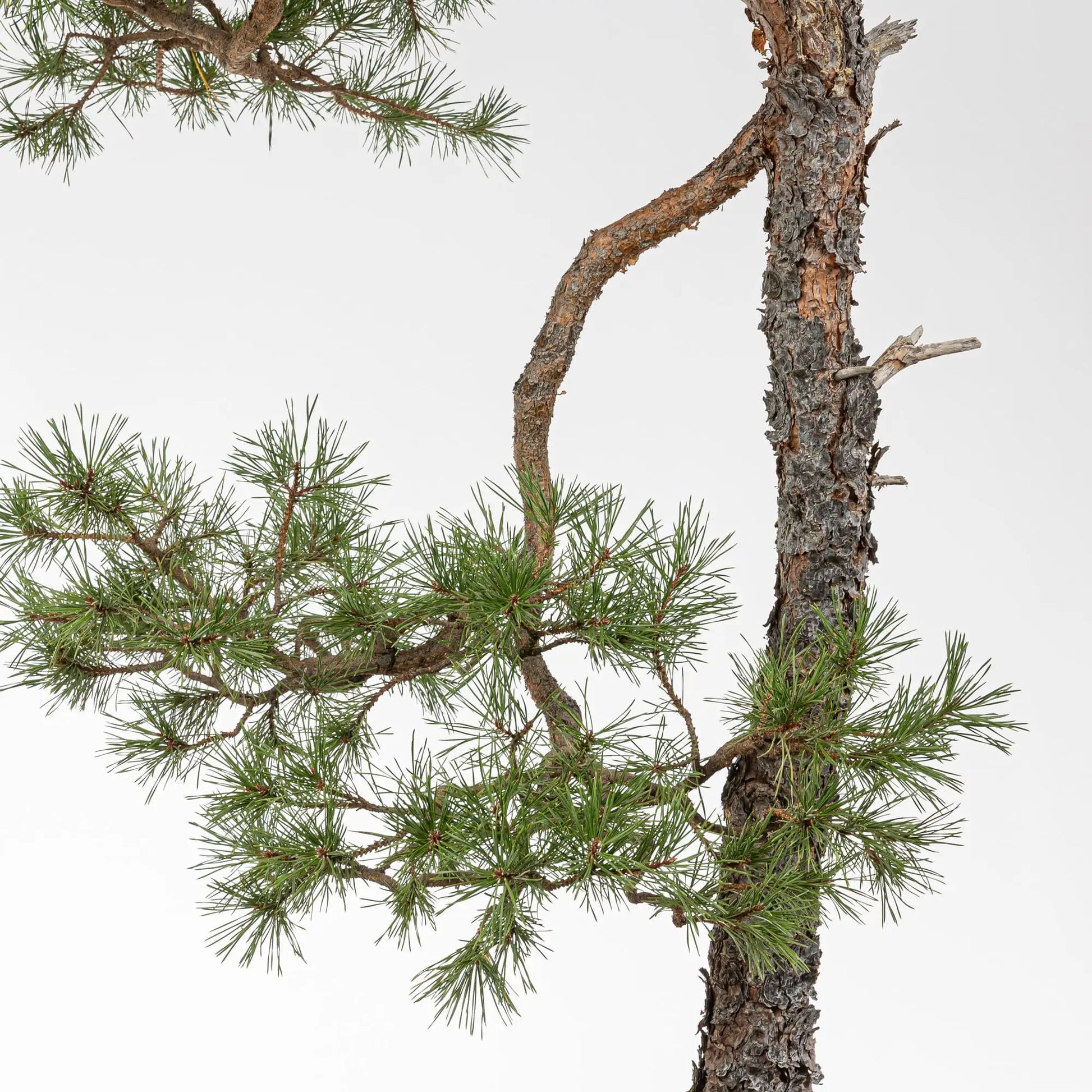 Detalle de rama de bonsai de pino silvestre