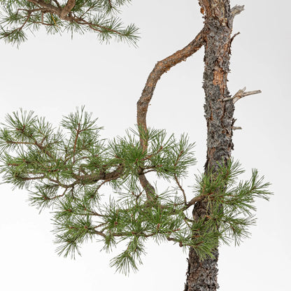 Detalle de rama de bonsai de pino silvestre