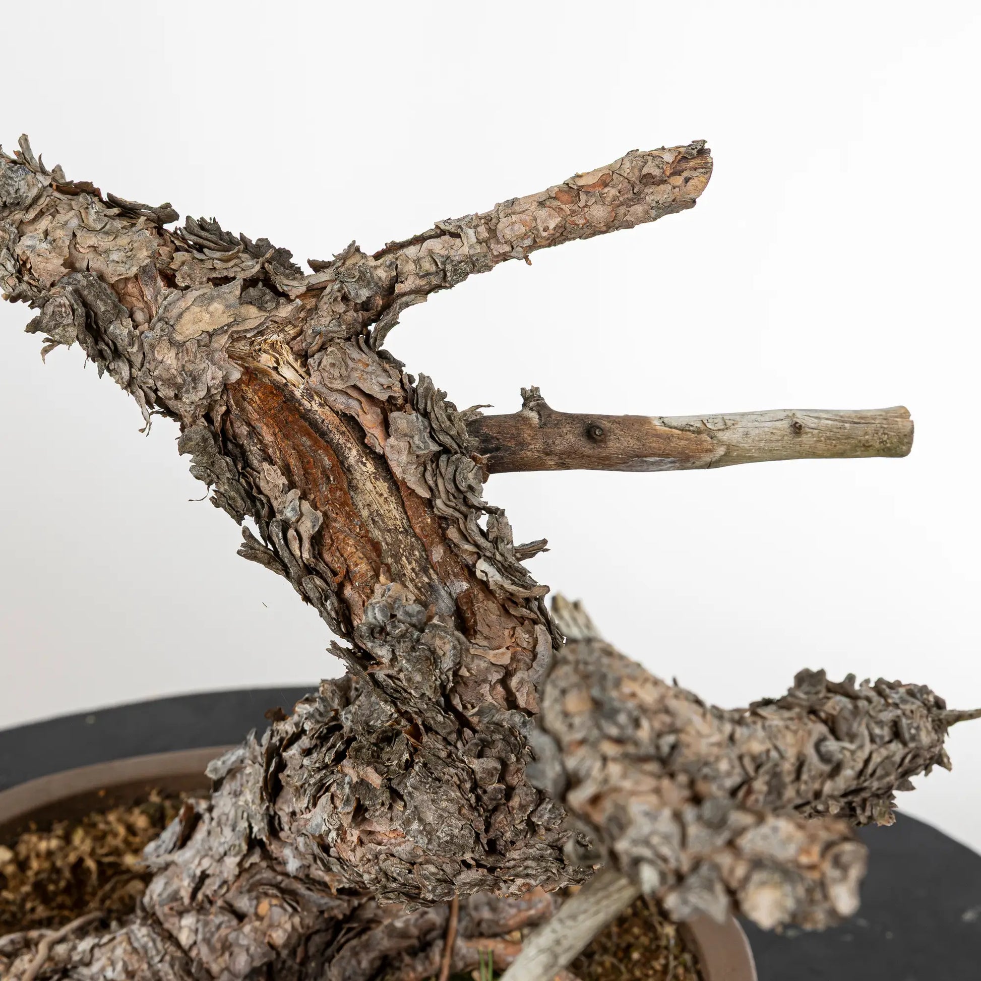 Detalle de shari y jines de bonsai yamadori de pinus sylvestris