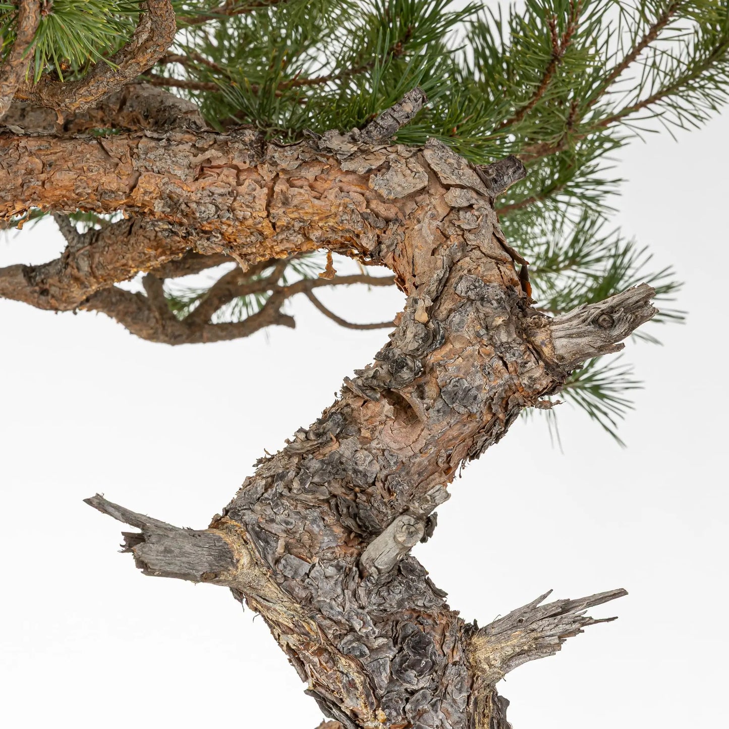 Detalle de tronco de bonsai de pino silvestre