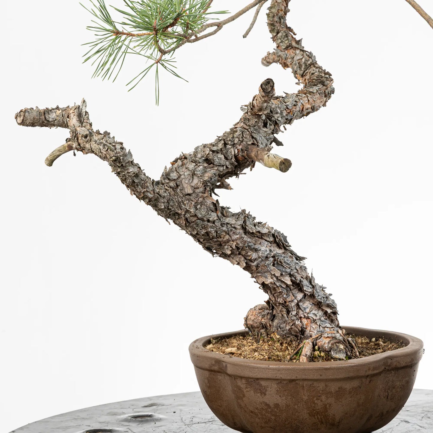 Detalle de tronco y corteza de pinus silvestris