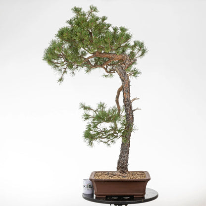 Comparativa de tamaño de un bonsai de pino silvestre con una taza de café de la tienda ikigai bonsai