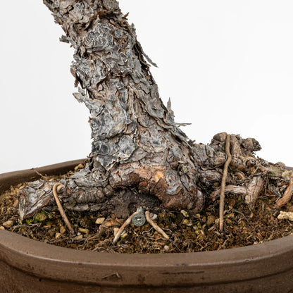 Detalle de nebari de bonsai de pinus silvestris