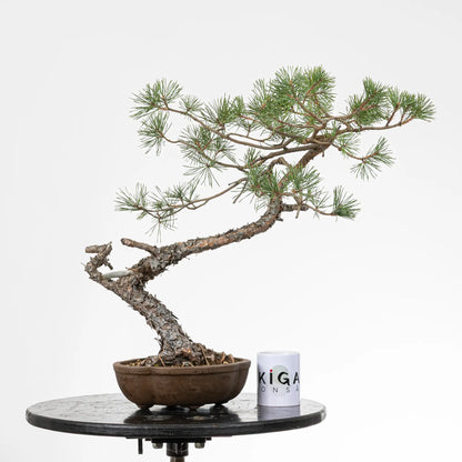 Comparativa de tamaño de bonsai de pinus silvestris con una taza de café de la tienda ikigai bonsai.