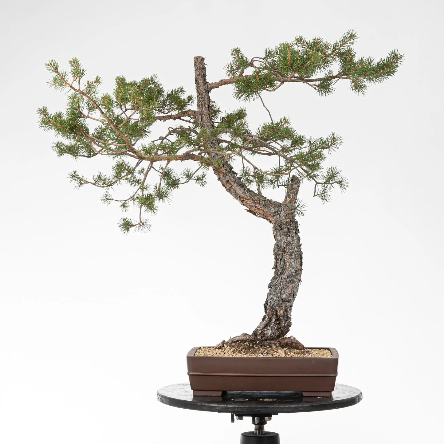 Bonsai yamadori de pino silvestre estilo bunjin y tamñao dai en maceta rectangular yixing