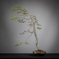 Frente de bonsai yamadori de pinus sylvestris estilo bunjin y tamaño dai