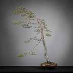 Frente de bonsai yamadori de pinus sylvestris estilo bunjin y tamaño dai