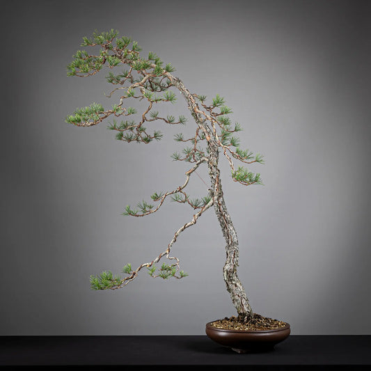 Frente de bonsai yamadori de pinus sylvestris estilo bunjin y tamaño dai